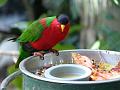 Zoo P1010976